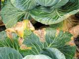 ochrona warzyw przed szkodnikami