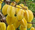owoce-karamboli